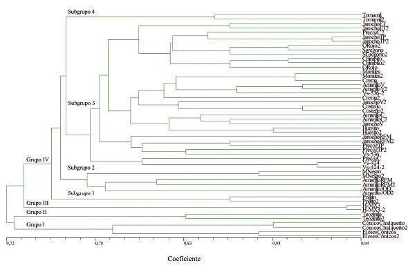 Dendograma obtenida con la matriz de similitud que evidencia la distancia genética entre las muestras analizadas durante 2013 de diecinueve maíces locales de la Reserva de la Biosfera La Sepultura (REBISE), Chiapas, México.