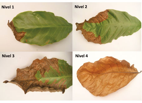 	Escala arbitraria para la detección de niveles de necrosamiento en hojas de plantas de  Coffea canephora  P. var. Robusta, en condiciones de estrés hídrico. Chiapas, México. 2013-2014.