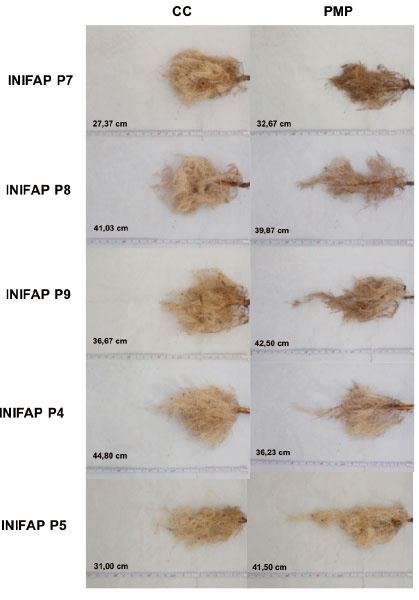	Longitud (cm) del sistema radical de cinco genotipos de  C. canephora  P. var. Robusta en condiciones de capacidad de campo (CC) y punto de marchitez permanente (PMP) a los sesenta días después del riego de recuperación. Chiapas, México. 2013-2014. 