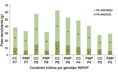 	Peso seco (PS) de vástago y raíz de cinco genotipos de  C. canephora  P. var. Robusta en condiciones de capacidad de campo (CC), y punto de marchitez permanente (PMP) a los sesenta días después del riego de recuperación. Promedios con letras distintas entre condición de humedad por genotipo indican diferencia significativa (Tukey p≤0,05). Chiapas, México. 2013-2014.