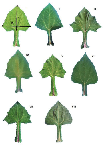 	Imágenes de las hojas de ocho morfotipos de yacón ( Smallanthus sonchifolius  (Poep. & Endl.) H. Rob.) (I-VIII) del norte peruano. En I se indica la forma como se tomaron las dimensiones de largo (L) y ancho mayor (W) de la lámina. Cajamarca, Perú. 2014-2015. 