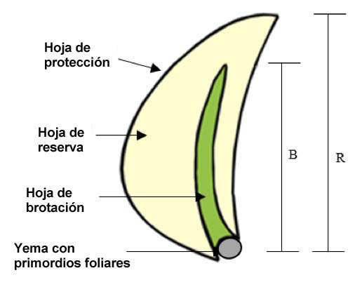 partes de ajo