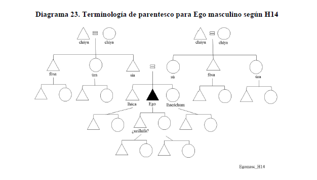 Diagrama 23. Terminología de parentesco para Ego masculino según H14