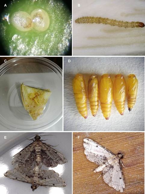 Una foto de comida

Descripción generada automáticamente con confianza media