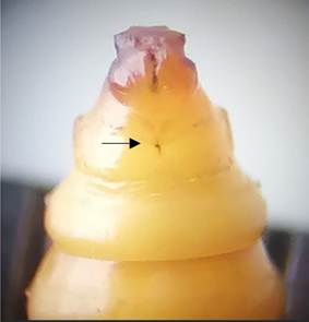 Imagen que contiene alimentos, foto, diferente, pastel

Descripción generada automáticamente