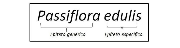 View Of Consideraciones Sobre Los Nombres Comunes Y Los Nombres