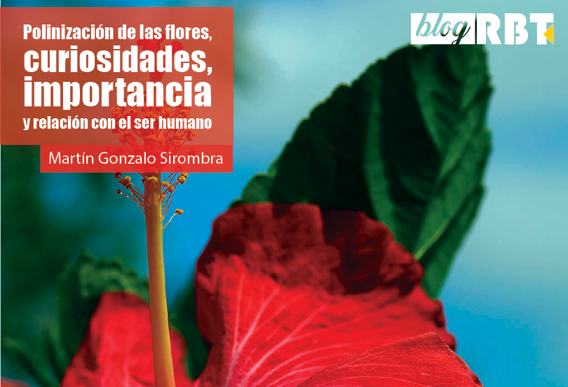 View of Polinización de las flores, curiosidades, importancia y relación  con el ser humano | Revista de Biología Tropical