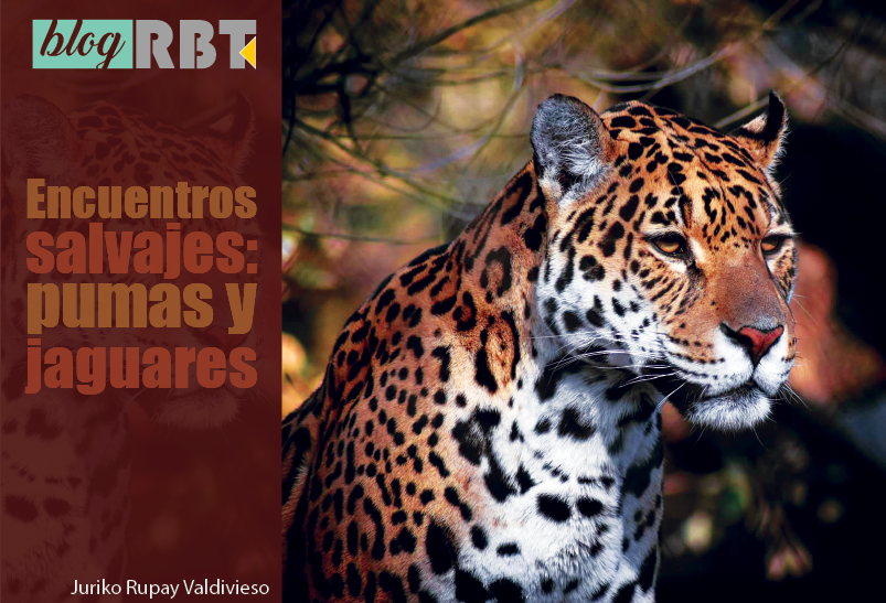 View salvajes: pumas y jaguares | Revista de Biología Tropical