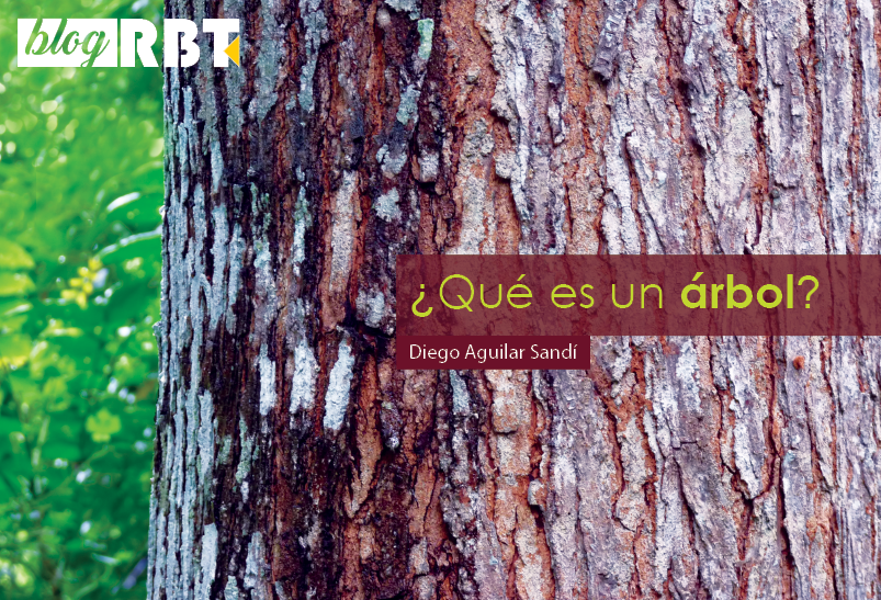 Raiz de madera, ¿por qué y cómo se forma en el árbol?