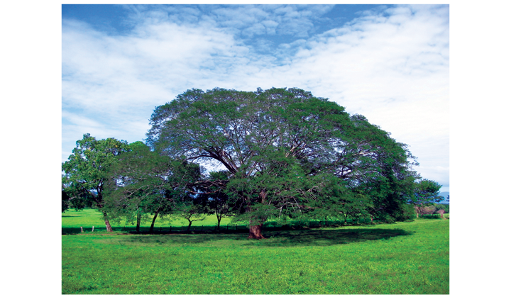 View of ¿Qué es un árbol? | Revista de Biología Tropical