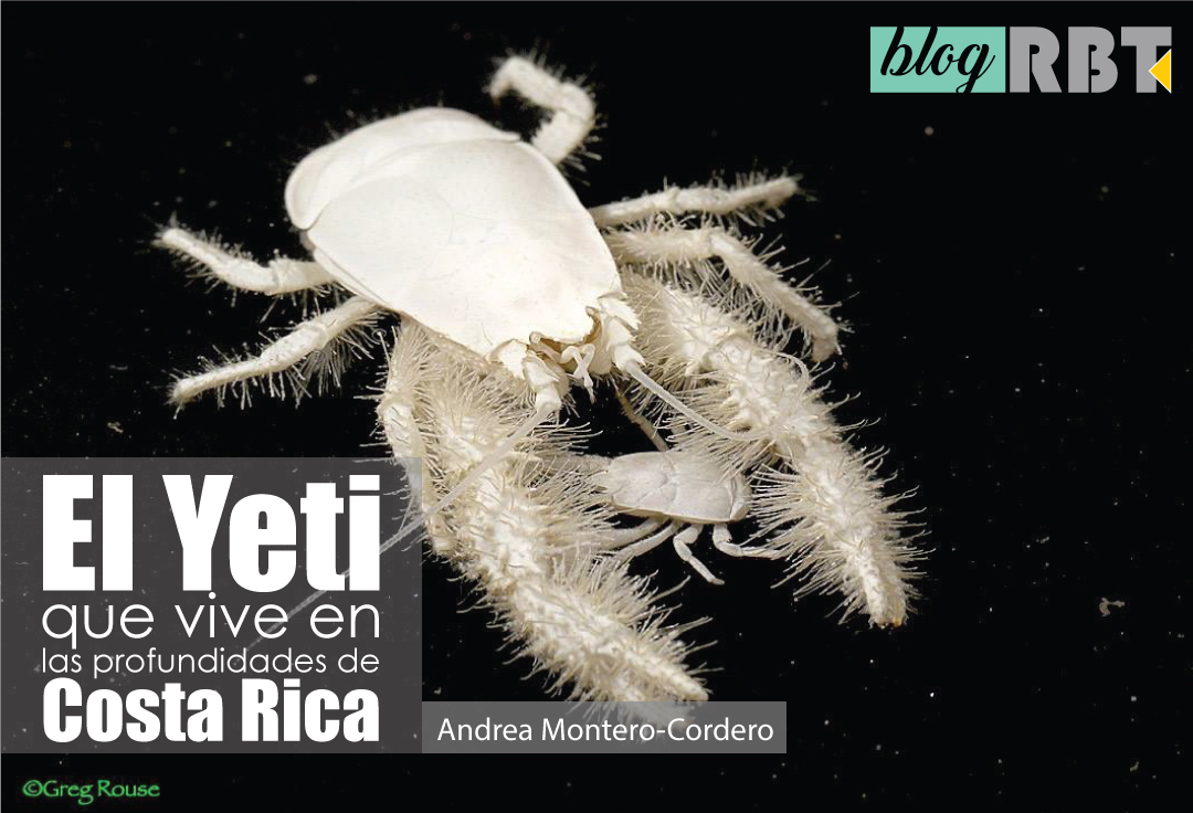 Cangrejo Kiwa puravida. Fotografía de Greg Rouse, ROC HITS Costa Rica Margin Expedition, @roc.hits.expedition