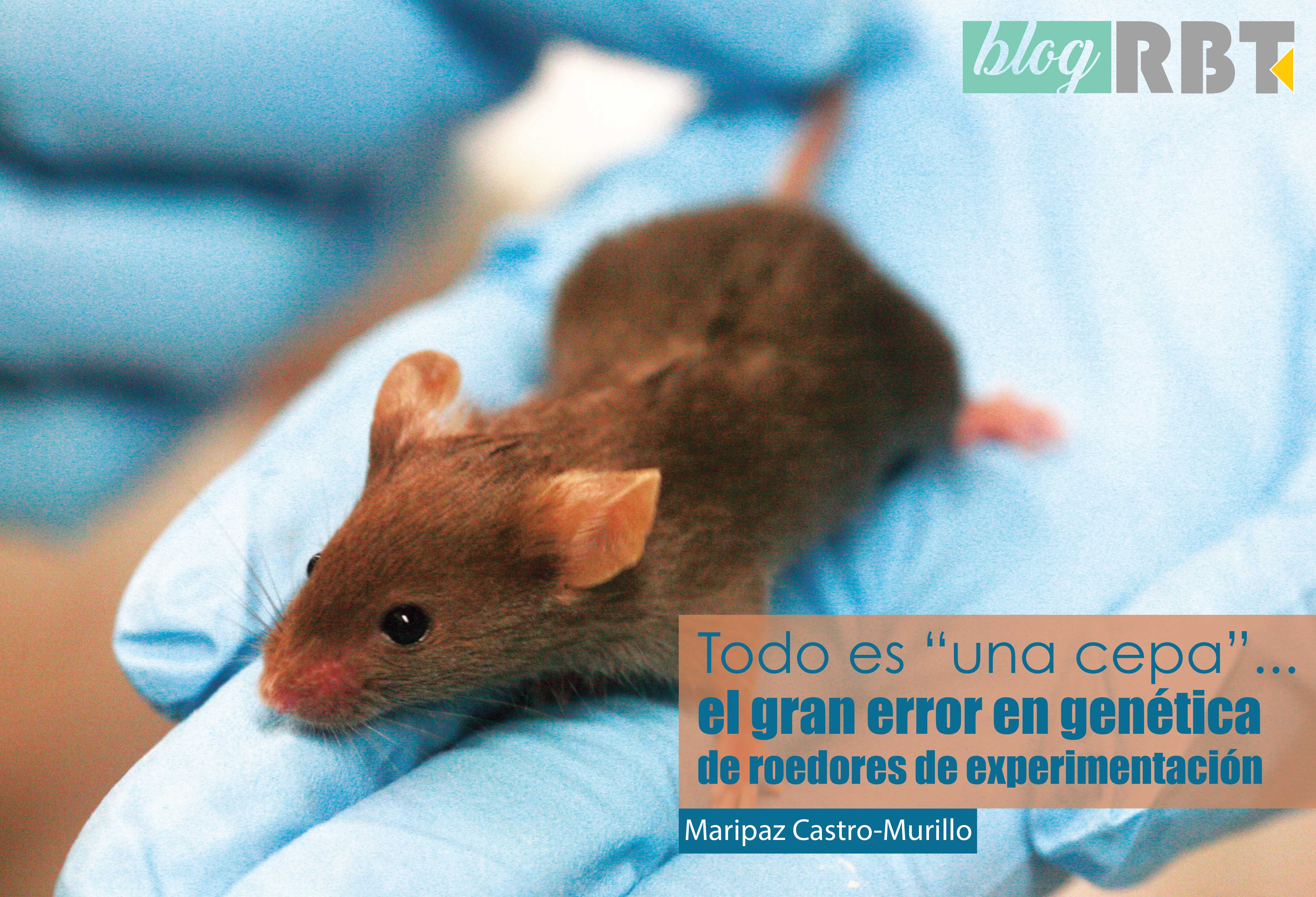 Ratón de laboratorio. Fotografía de Rama (CC BY-SA 2.0 FR)