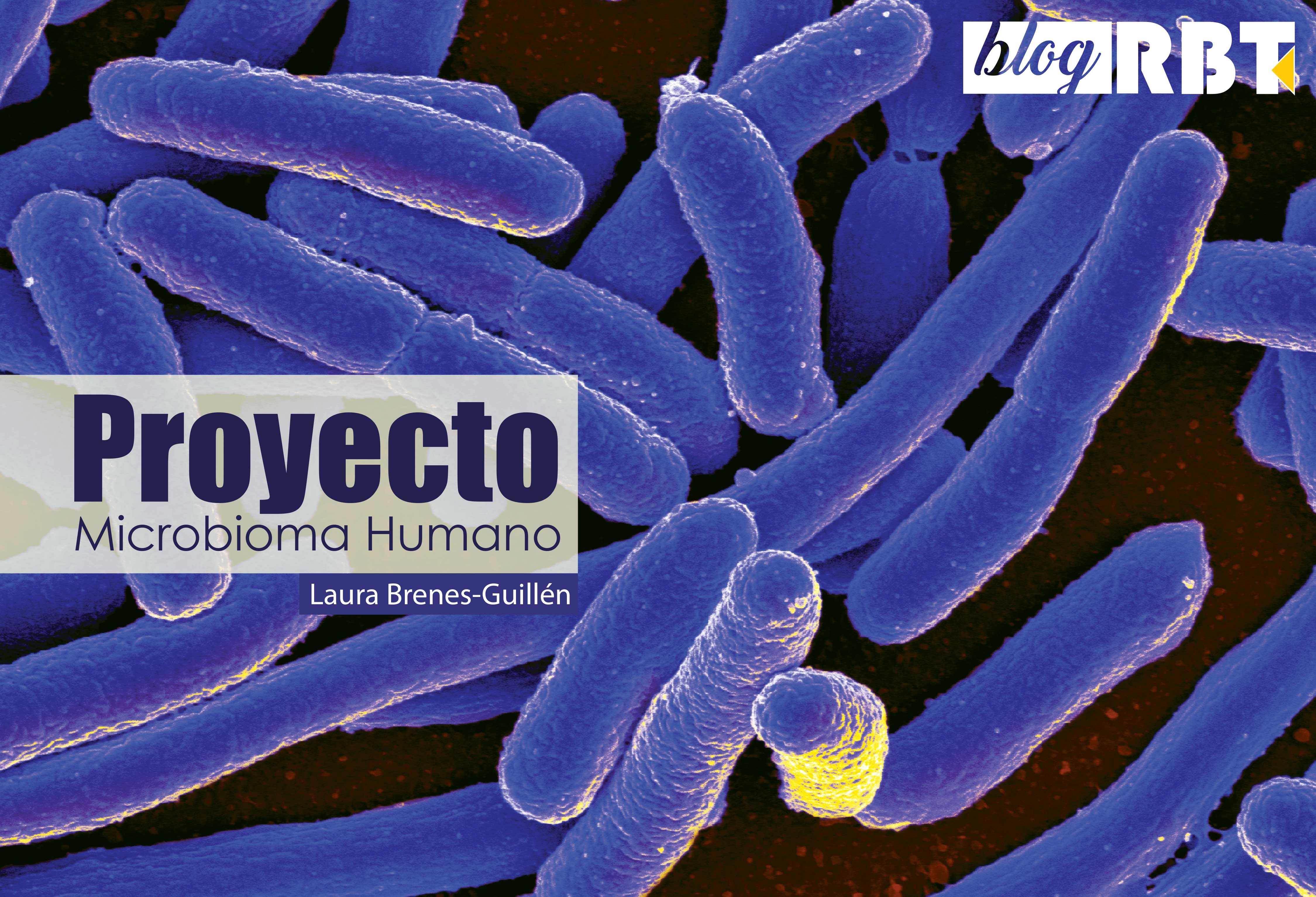 Bacteria Escherichia coli, parte de la microbiota humana intestinal. Fotografía de NIAID (CC BY 2.0)