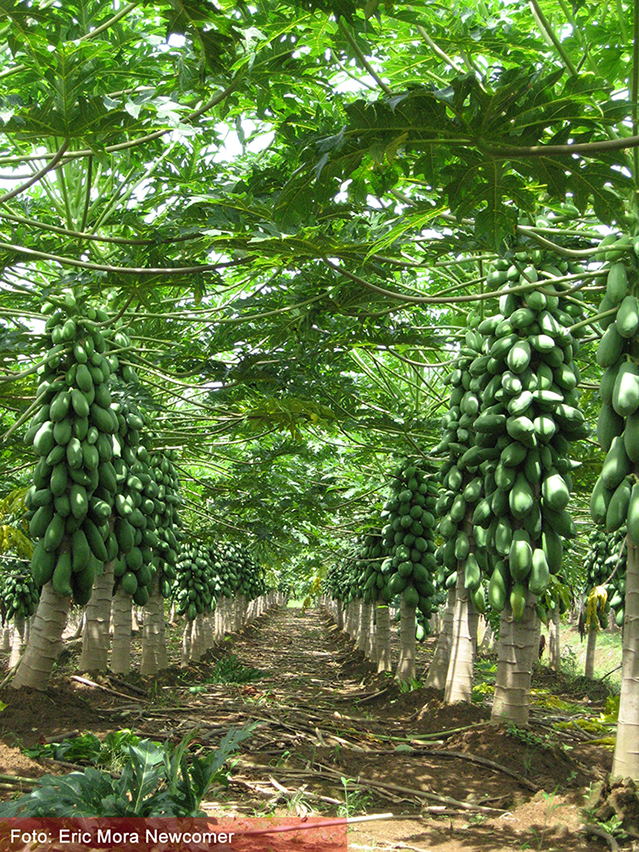 Evaluation Of Two Sex Determining Systems In Papaya Plants Carica Papaya Pococí Hybrid