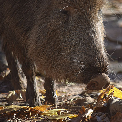 "Nose of Peccary" by MTSOfan is licensed under CC BY-NC-SA 2.0