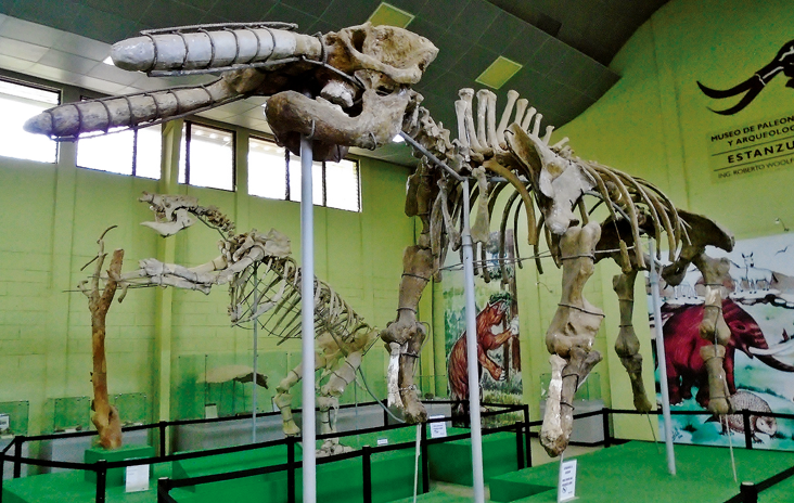 The main gallery in the Museo de Estanzuela. The mounted skeleton of Cuvieronius is from the Estanzuela area (and is a composite), but the mounted skeleton of the ground sloth Eremotherium is from Finca San Ramón in zone 6 of Guatemala City