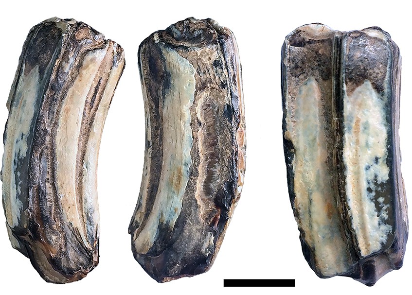 Vistas de CFM-5371, molar superior derecho de Cormohipparion quinni Woodburne 1996