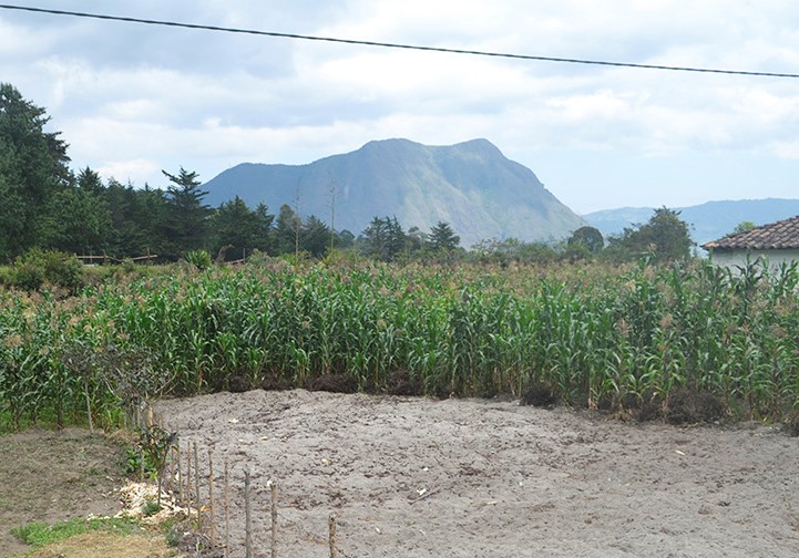 Cultivo de maíz en el Municipio de La Cruz (suelos con ceniza volcánica)