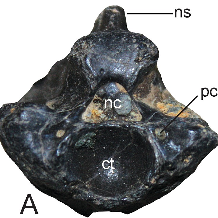 Dorsal vertebrae of Boa constrictor from the Upper Miocene of southern Costa Rica. A–B: CF 6616 in anterior (A) view