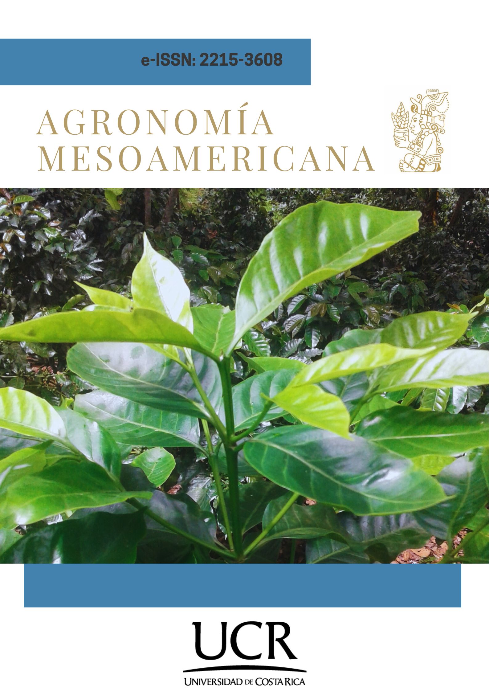 Plant of Coffea arabica