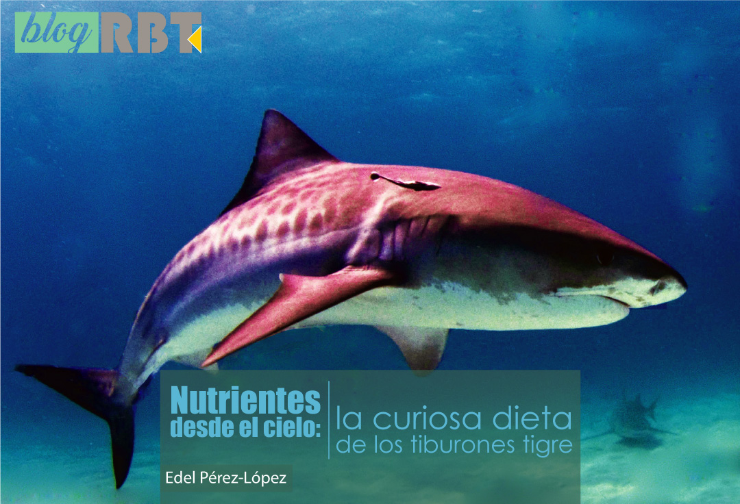 EPL-tiburones.jpg