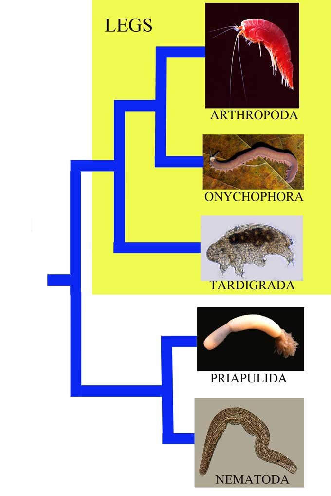 Who are the closest relatives of velvet worms? | Revista de Biología  Tropical